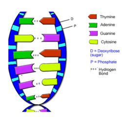 Dna double helix worksheet answer key