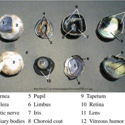 Label gross anatomy of cow eye