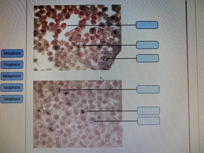 Cell membranes transport