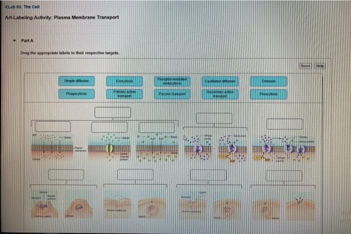 Art-labeling activity plasma membrane transport