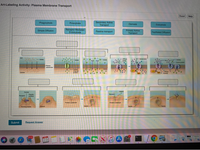 Art-labeling activity plasma membrane transport