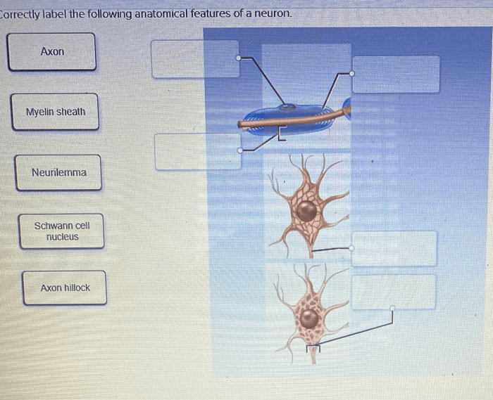 Correctly label the following anatomical features of a neuron