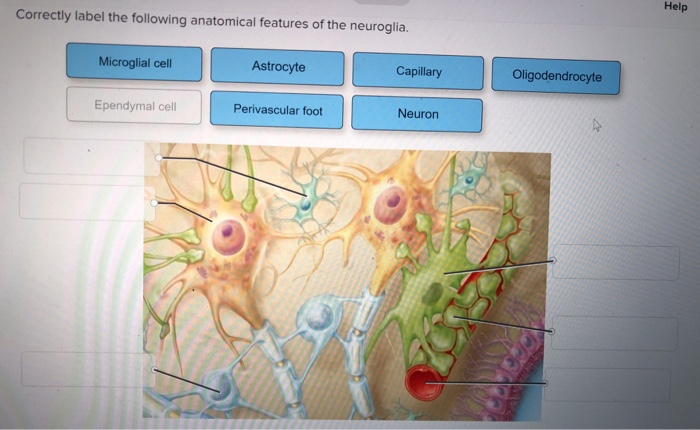 Correctly anatomical neuroglia astrocyte ependymal neurons myelinated axon