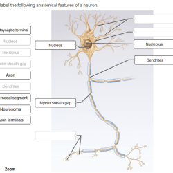 Correctly label the following anatomical features of a neuron