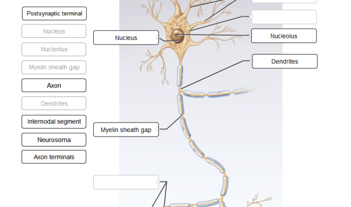 Correctly label the following anatomical features of a neuron