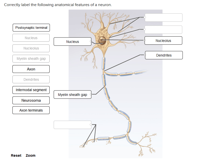 Correctly label the following anatomical features of a neuron